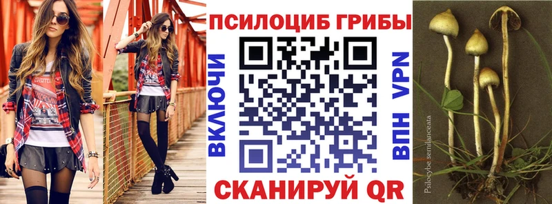 где купить наркотик Гвардейск Псилоцибиновые грибы GOLDEN TEACHER